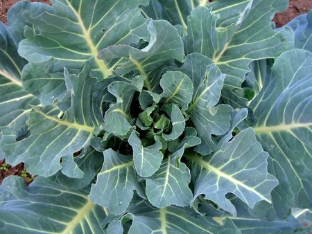close top view of a cabbage on the farmland.の写真素材