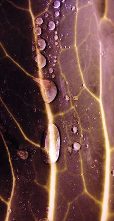 drops of water on a cabbage leaf.の写真素材