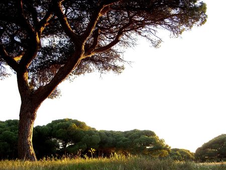 Pine tree on the left over a carpet of grass with more pine trees the background at sunset.の写真素材