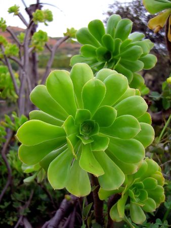 Close-up of a houseleek plant, with one on the center and another one on the back.  の写真素材