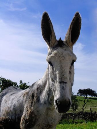 Donkey on the countryside staring at the camera.の写真素材