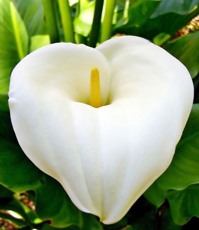 A flower called Lily of the Nile, in Portugal is called Jarro.の写真素材