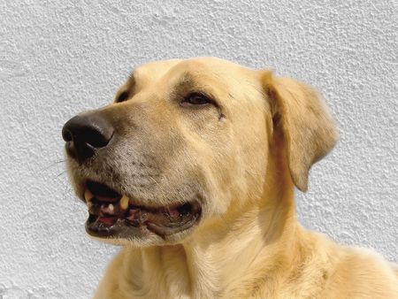 close picture of a head on a light brown domestic dog.