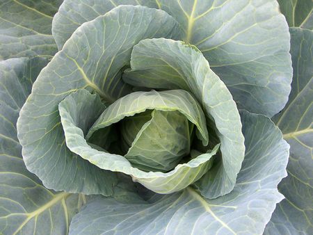 Close-up of a green portuguese cabbage.