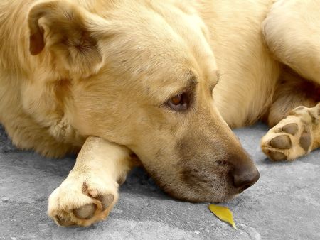 domestic light brown dog, lying on floor.の写真素材