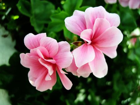 Two pink geranium flowers at center.