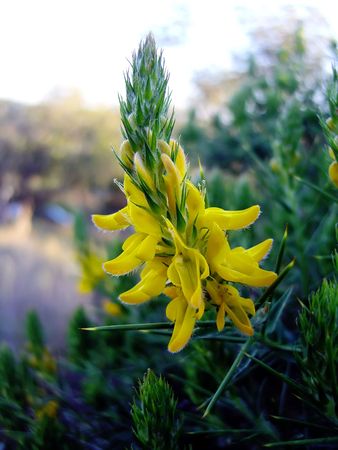 Snapdragon wild flower surrounded by leafs.の写真素材