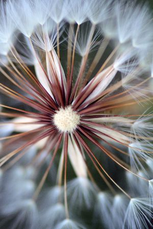 Closeup shot of a beautiful dandelion flower.