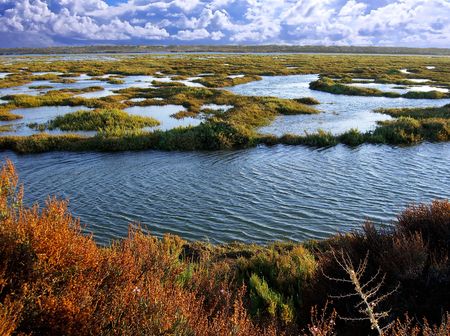 Natural reserve of swamp canals on the Algarve, Portugal.の写真素材