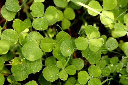 Close view of several clover plants covered with morning dew.