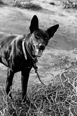 Close view of a beautiful black dog with leash standing on the dry autumn grass.の写真素材