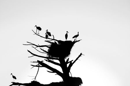 Bunch of stork birds silhouettes on a dead tree with nest at sunset.の写真素材