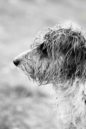 Closeup view of the side profile of a wet domestic dog.の写真素材