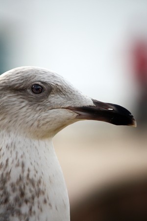 Closeup view of the side of an head of a juvenile gull. の写真素材