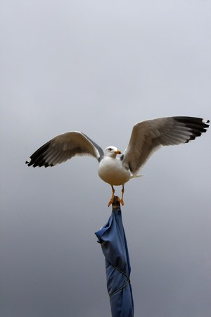 View of a yellow-legged gull on top of a strapped flag with wide open wings.の写真素材