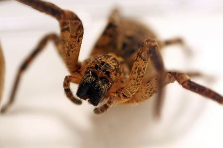 Macro view of a wolf-spider isolated on a white background.の写真素材