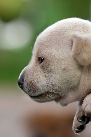 Closeup view of a very young puppy.の写真素材