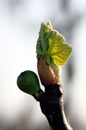 View of a branch of a fig tree with tiny leaf and fig.の写真素材