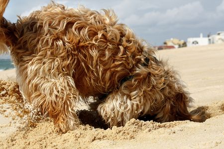 Long yellow and brown fur domestic dog digging a hole on the sand.の写真素材