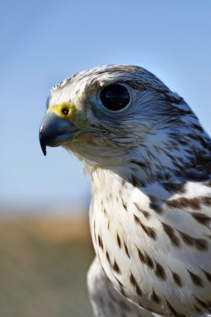 Close up view of a falcon's head.の写真素材