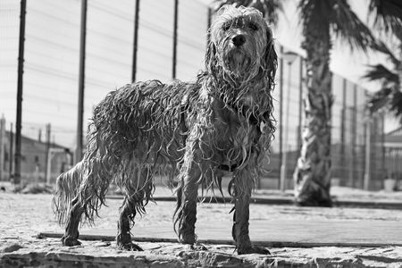 View of a domestic dog with his fur wet standing on the ground.の写真素材