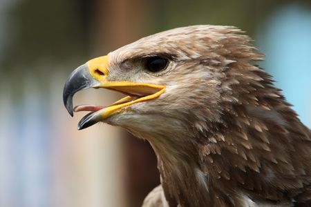 Close up view of the head of a golden eagle.の写真素材