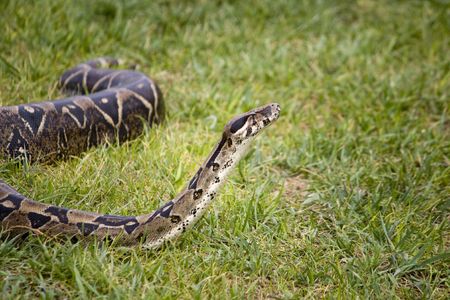 View of the head of a boa constrictor snake trying to sniff on the air.の写真素材
