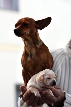 View on the hands of the owner, mother dog and it's offspring.
