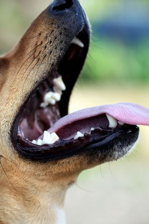 Close view of a opened dog mouth with the tongue out.の写真素材