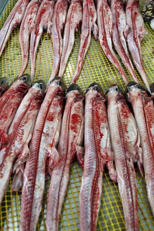 View of several flesh stripped catshark sharks at the market.