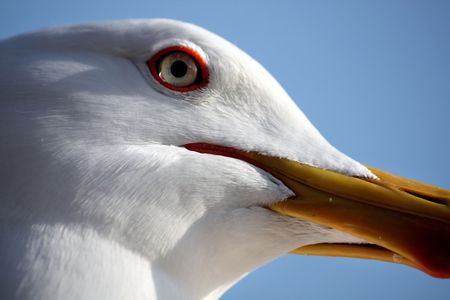 Close up view of the head of a seagull bird.の写真素材