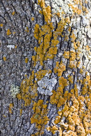 Close up view of an olive tree bark texture with yellow fungus.の写真素材