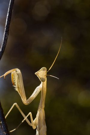 Close up view of a yellow mantis religiosa insect.の写真素材