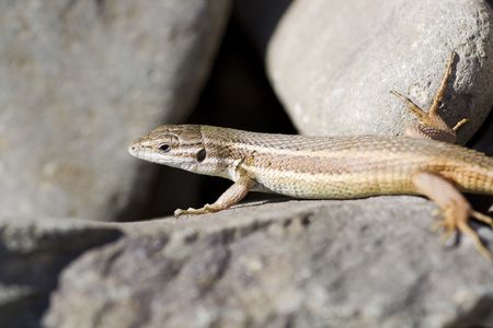 Close up view of a iberian wall lizard bathing in the sun.の写真素材