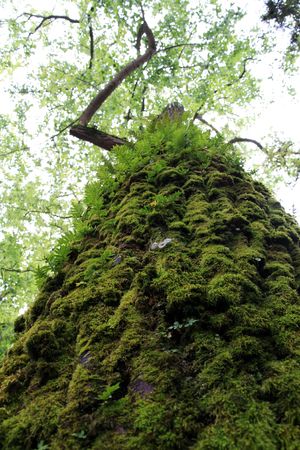 Close up view of the trunk of a tall tree with moss and small vegetation attached to it.