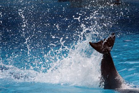 View of the tail of a dolphin making a big splash on the water.の写真素材