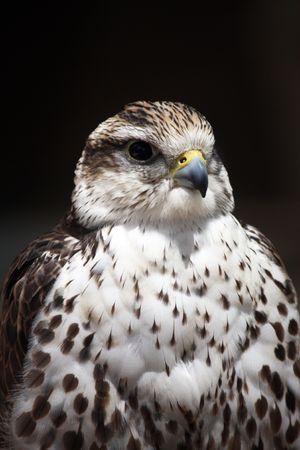 Close up view of the head of a saker falcon.の写真素材
