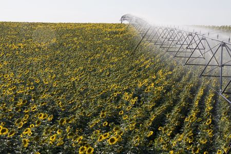 View of a active irrigation system watering a sunflower field.の写真素材