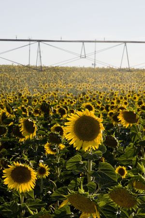 View of a large sunflower field near Beja on the Alentejo region on Portugal.の写真素材