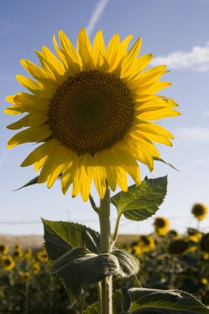View of a sunflower flower upclose on a vast field of sunflowers.の写真素材