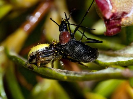 Close macro view of a spider attacking a beetle.