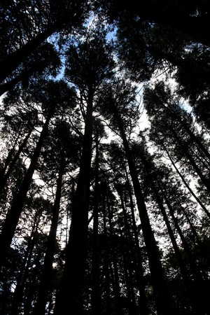 View of many tall pine trees on a forest.の写真素材