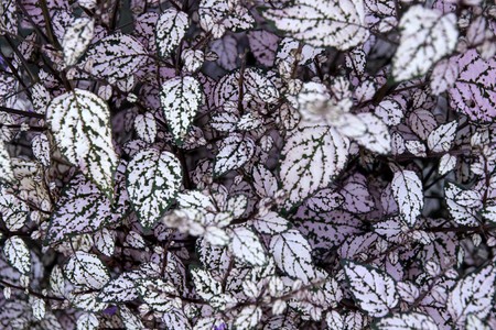 View of a beautiful purple coleus solenostemon plant.の写真素材