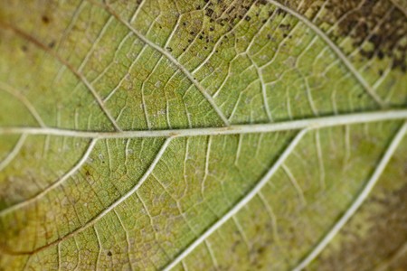 Close up view of the veigns of a green leaf.の写真素材
