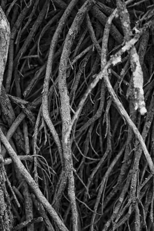 Close view of many branches of a ground bush.の写真素材