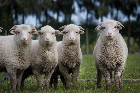 View of a curious herd of sheep looking at the camera.の写真素材