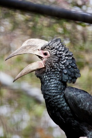 Close view of a Silvery-Cheeked Hornbill on captivity.の写真素材