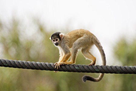 View of a Black-capped Squirrel Monkey walking on a big rope.の写真素材