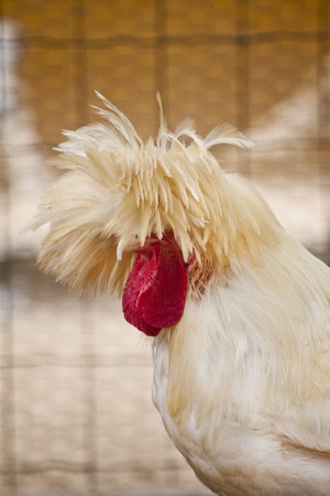 Close up view of the head of a Polish frizzle chicken breed.の写真素材