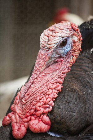 Close up view of the head of turkey.の写真素材